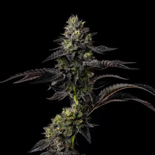 Tokyo Jam (H) – (3.5g)-2