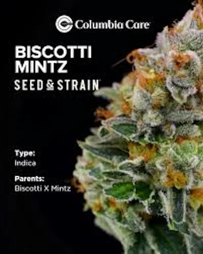 Biscotti Mintz | Seed & Strain | 14.15g-active
