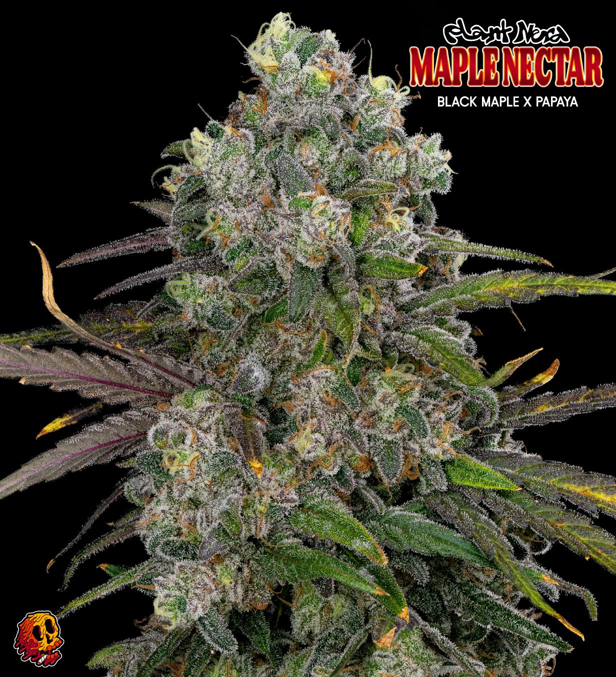 LOCALGROVE Local Grove | Blue Nerdz - Puff Cannabis Cannabis Store