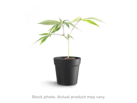 Image of Wise Guys - Orange Cooler - Clone