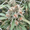 14g Flower - $55