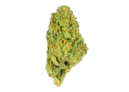 High Falls Canna | Gelato HV | Flower-1