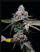 Product Apple Fritter