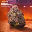 Purple Dump Truck