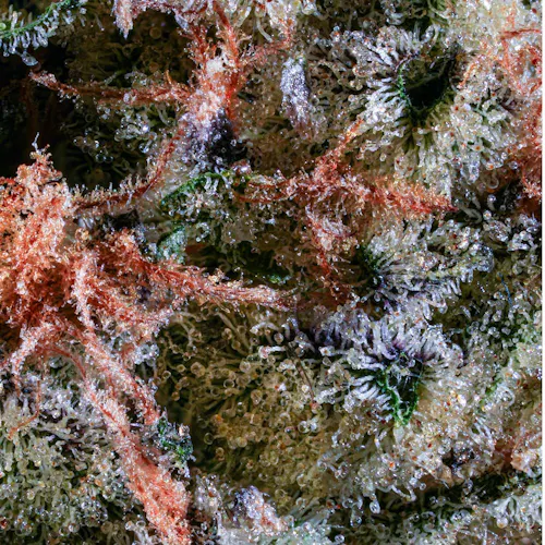 Grassroots | Tarts | 3.5g | $45-active
