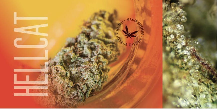 Product: Grasshopper Farms | Hell Cat - Bulk Bud Sungrown