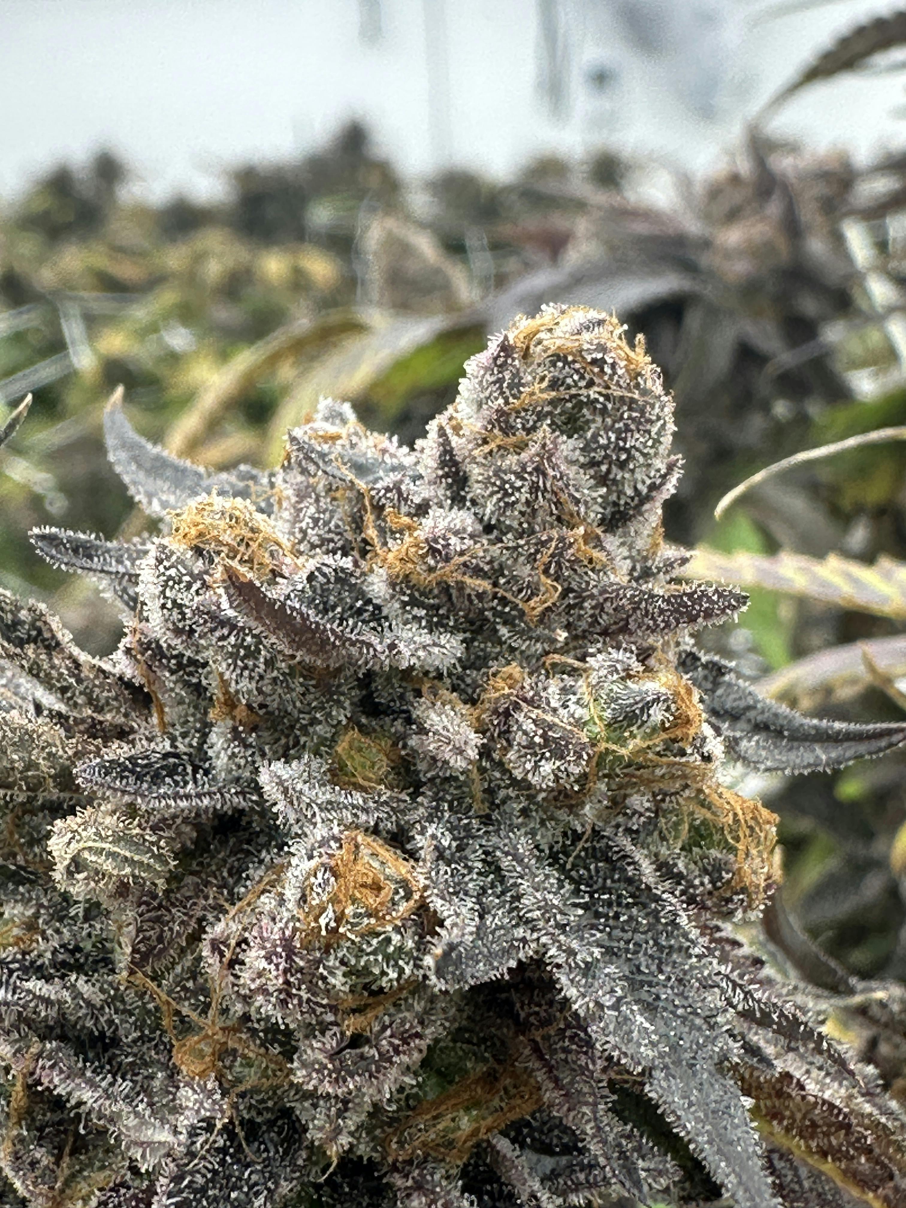 Product GLD2SLP - Flower