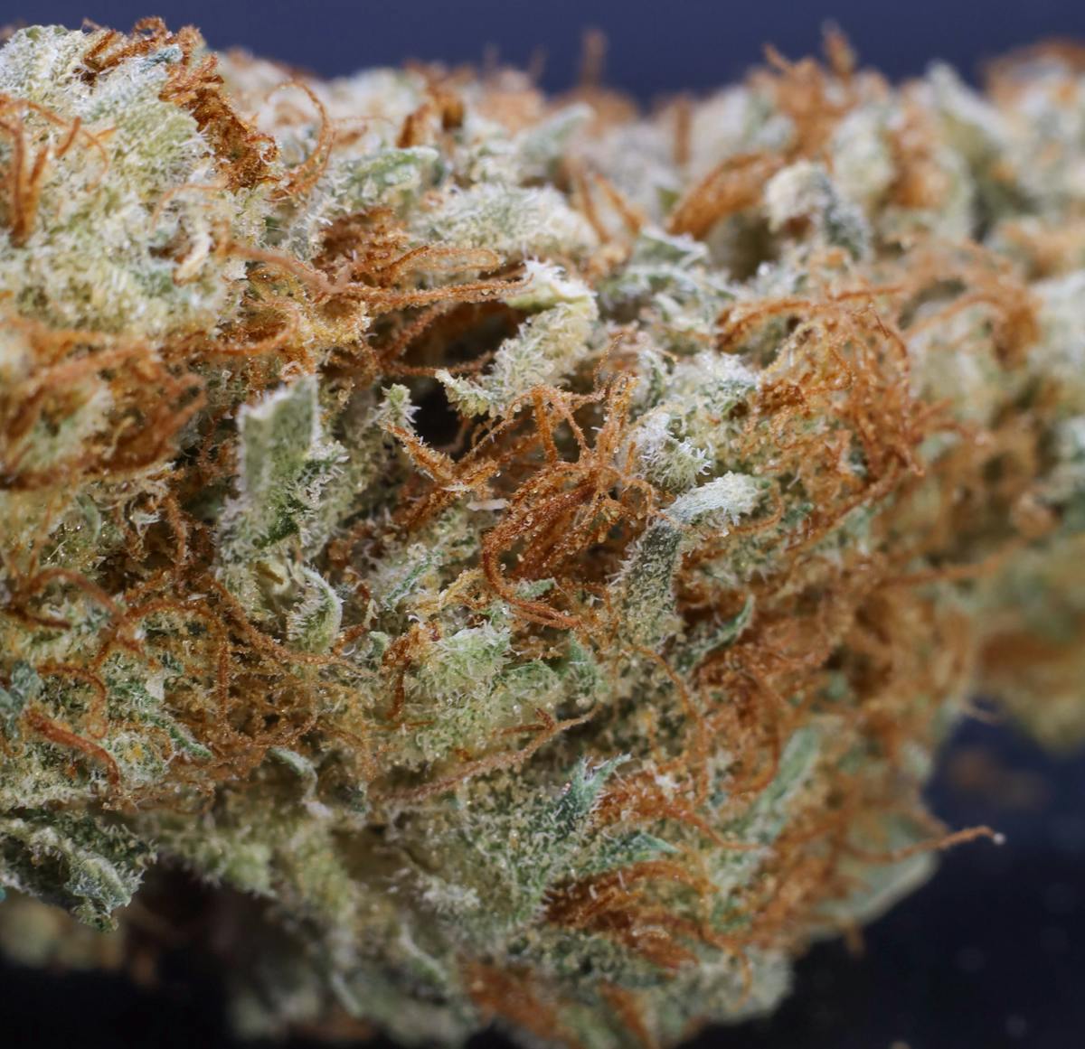 Photo of Gold Shelf – Furious George (H)