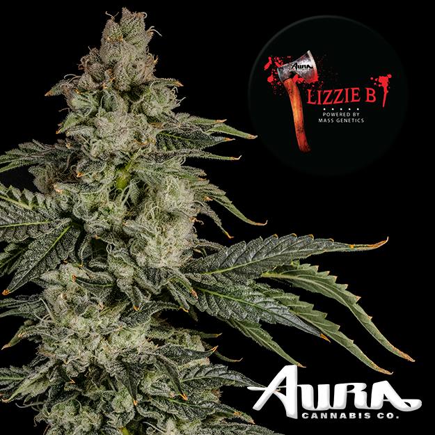 Aura Cannabis Lizzle B, Dead Head OG 