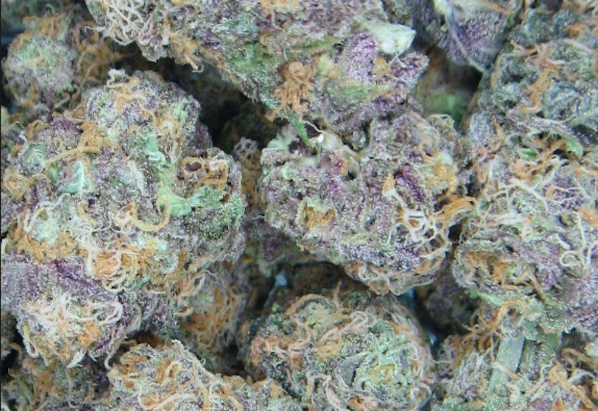 Photo of Gold Shelf – Fuzzy Navel (H)