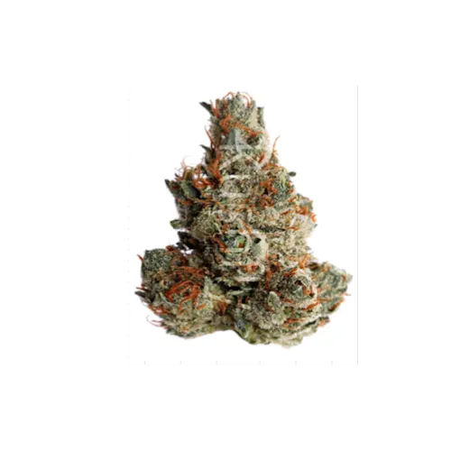 Curio Mango Trainwreck Everyday Flower-2