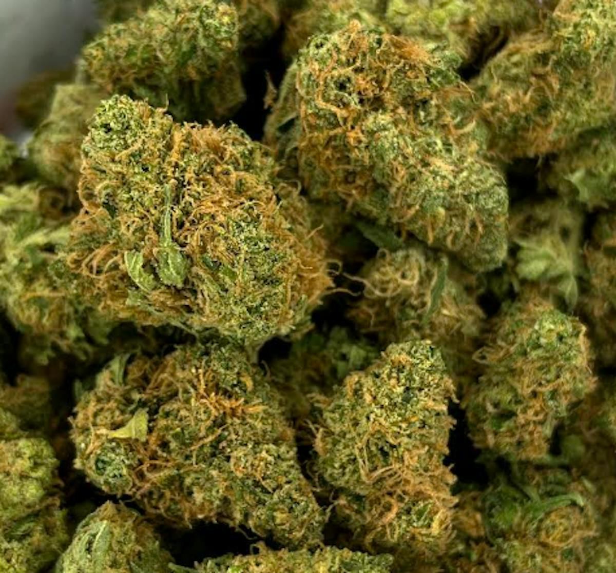 Photo of Platinum Shelf – Pineapple Punch (S)