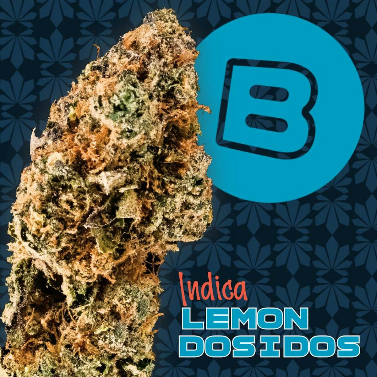 Photo of Lemon Dosidos Small Buds