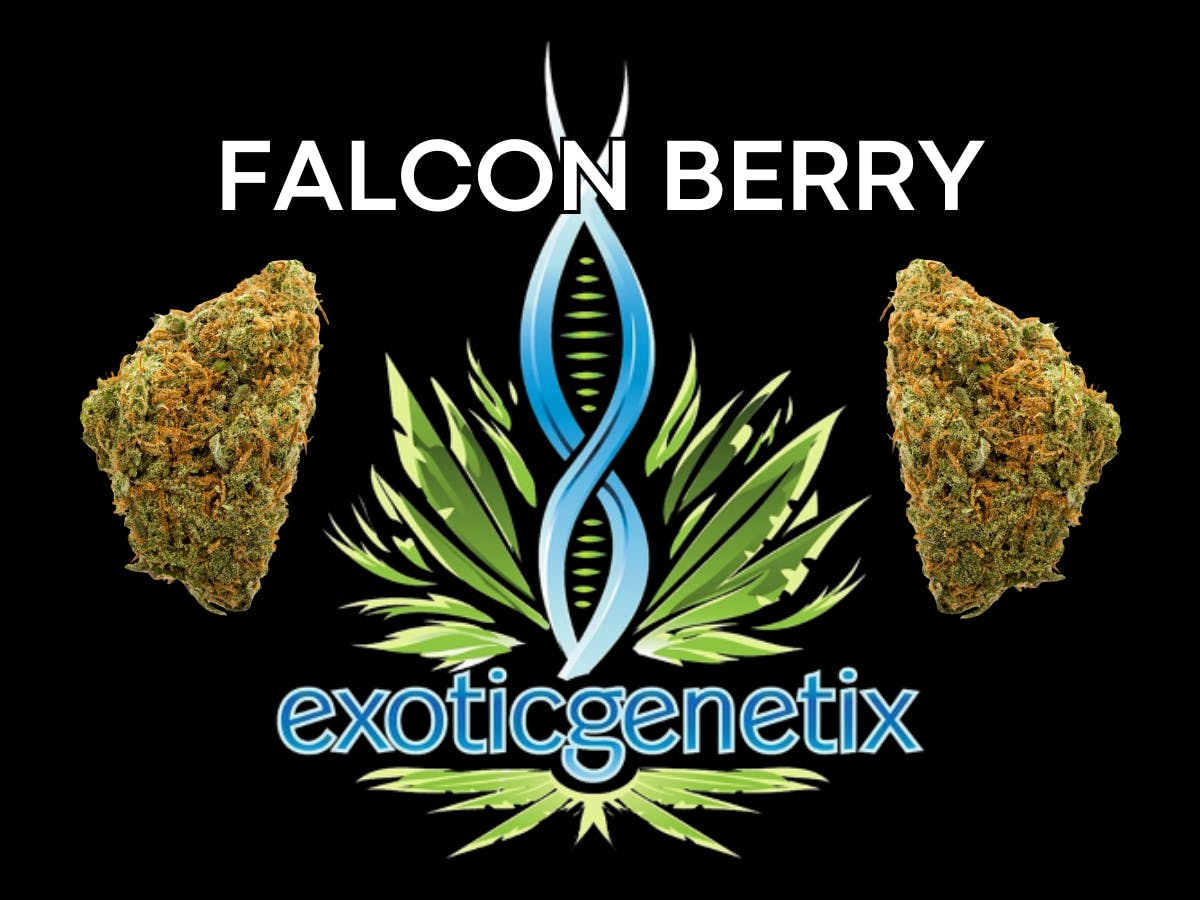 EXOTIC GENETIX | FALCON BERRY | BULK | INDICA/HYBRID
