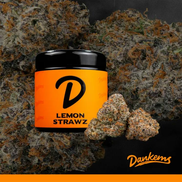 Dankems - 14g Prepack Jar - Lemon Strawz