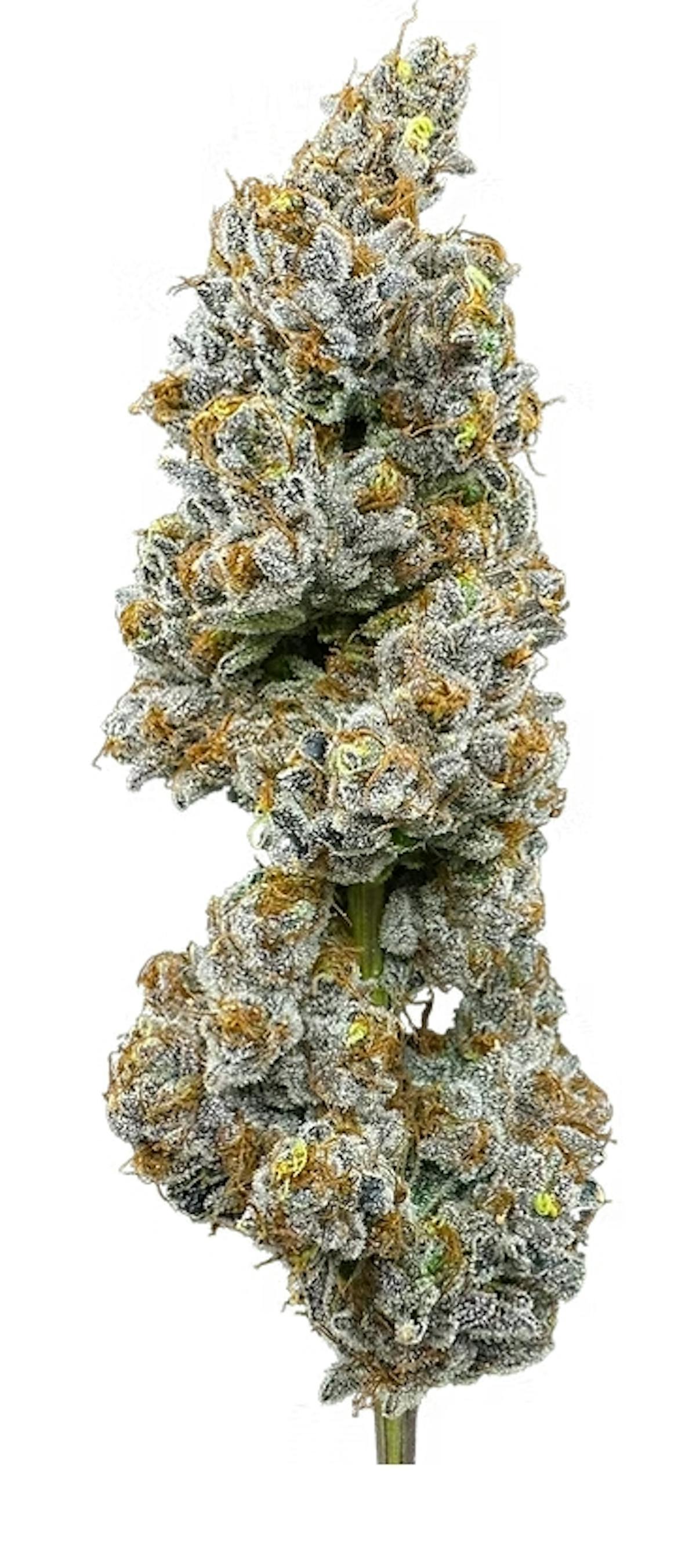 Photo of Lemon Cake 28g Flower Trifecta Farms