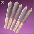 Black Amber Rolled Shorties