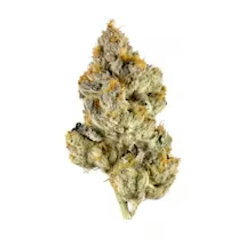 Pro Gro | Deli Flower | Pluto