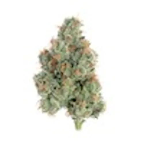 Sugar Shack 5 (H) 3.5g-1