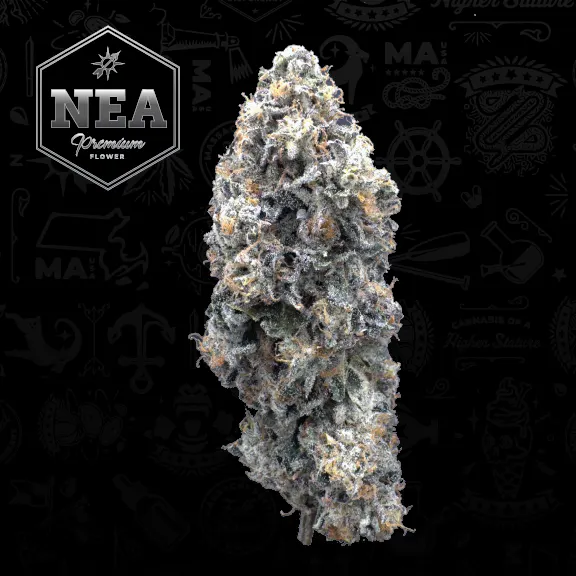 Northeast Alternatives - Fall River - Medical