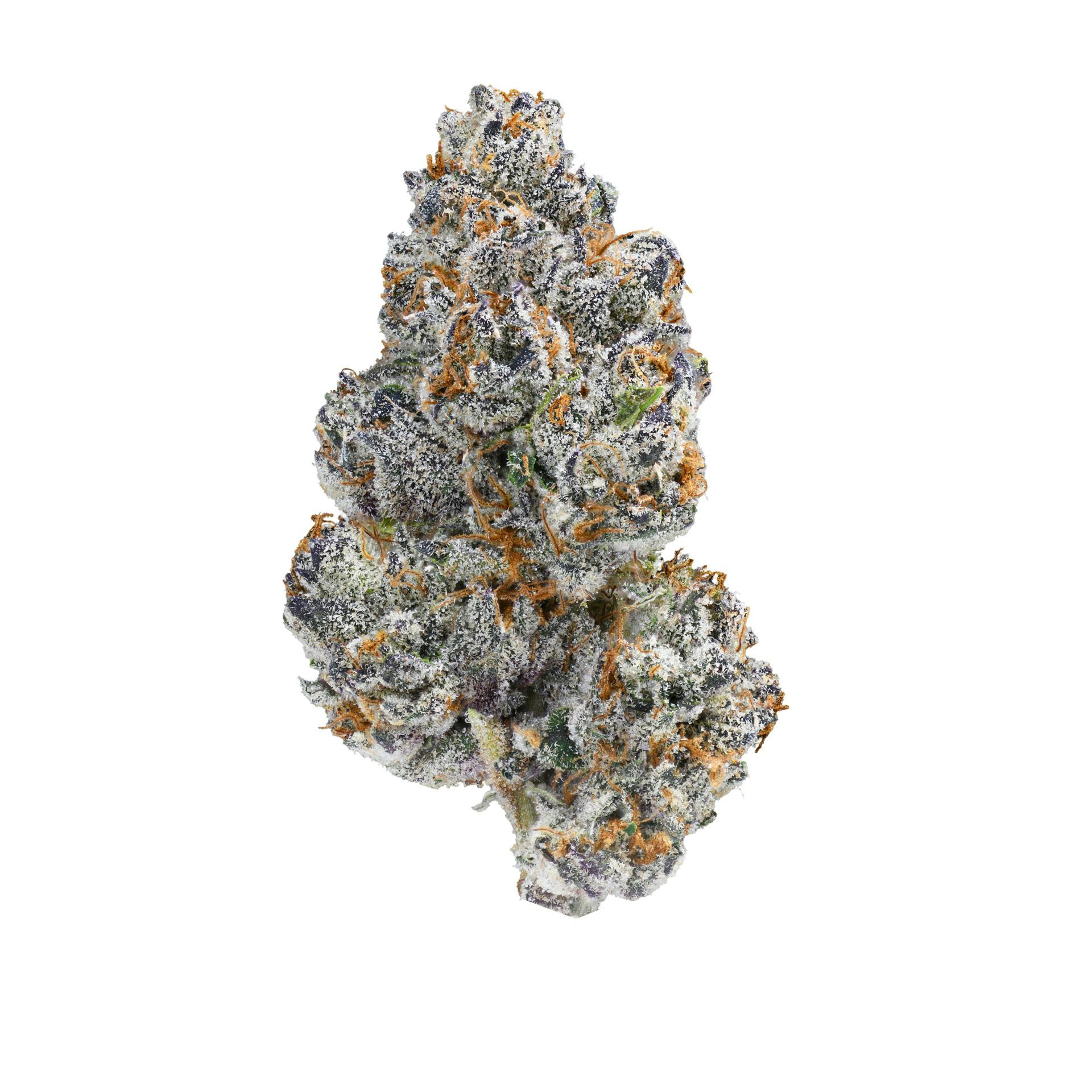 Daily Dose Common Citizen Flower
