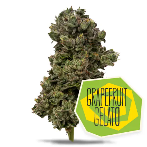 Grapefruit Gelato Flower-1