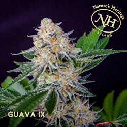 Flower-Guava IX 3.5g