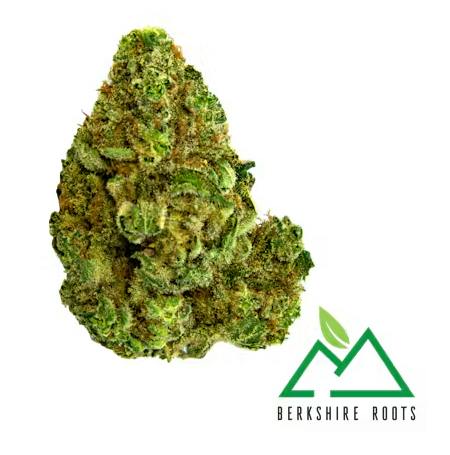 Product Berkshire Roots | Watermelon Z | Flower