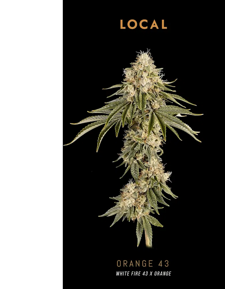 Local - Orange 43 - 3.5g - Flower | Local Cannabis Co. - Kansas City