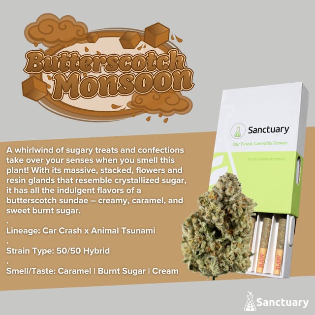Butterscotch Monsoon (H) - 0.5g | 5pk Pre-Rolls - Sanctuary Medicinals - Image 2
