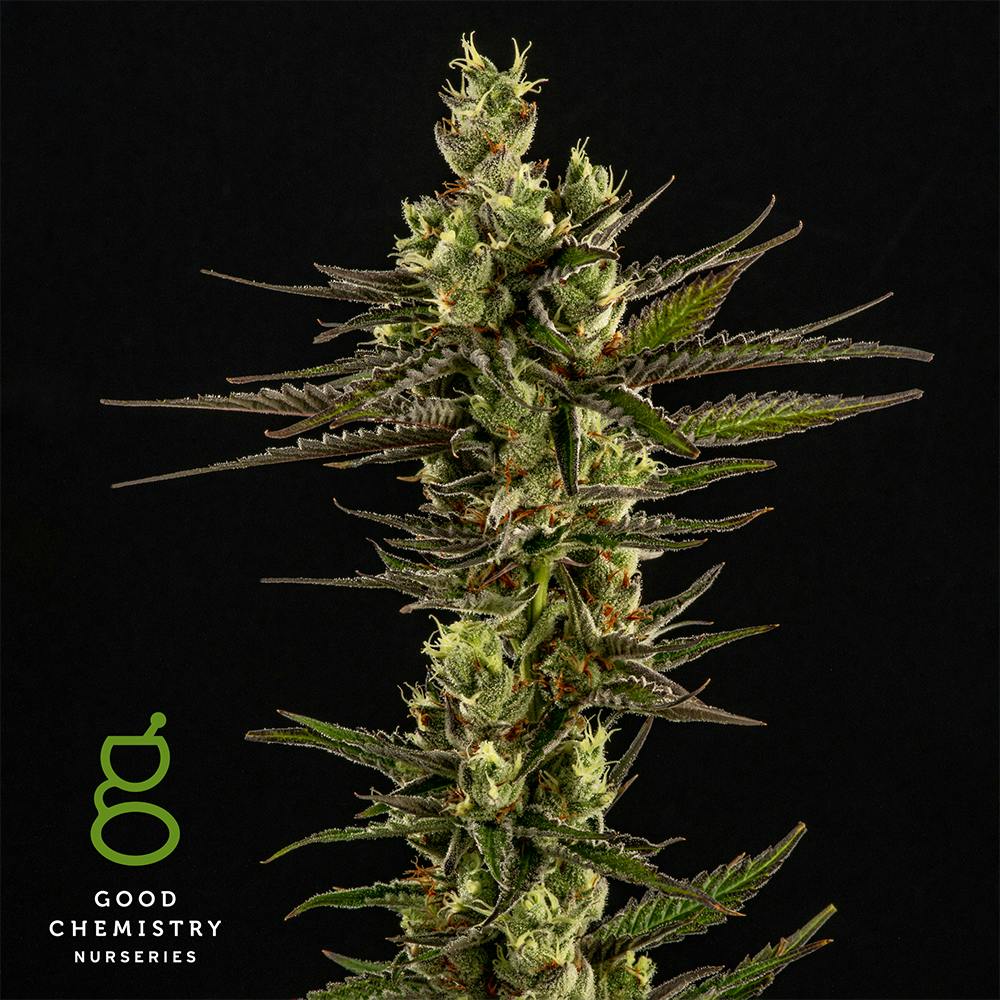 Photo of Sour Amnesia – 1g Live Rosin Dab