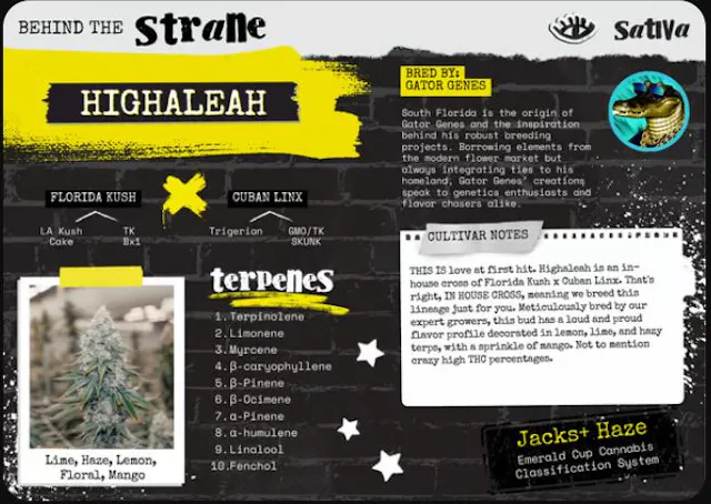 Highaleah (SH) | 3.5g | Flower | 28.61% | Terps 3% - Image 2