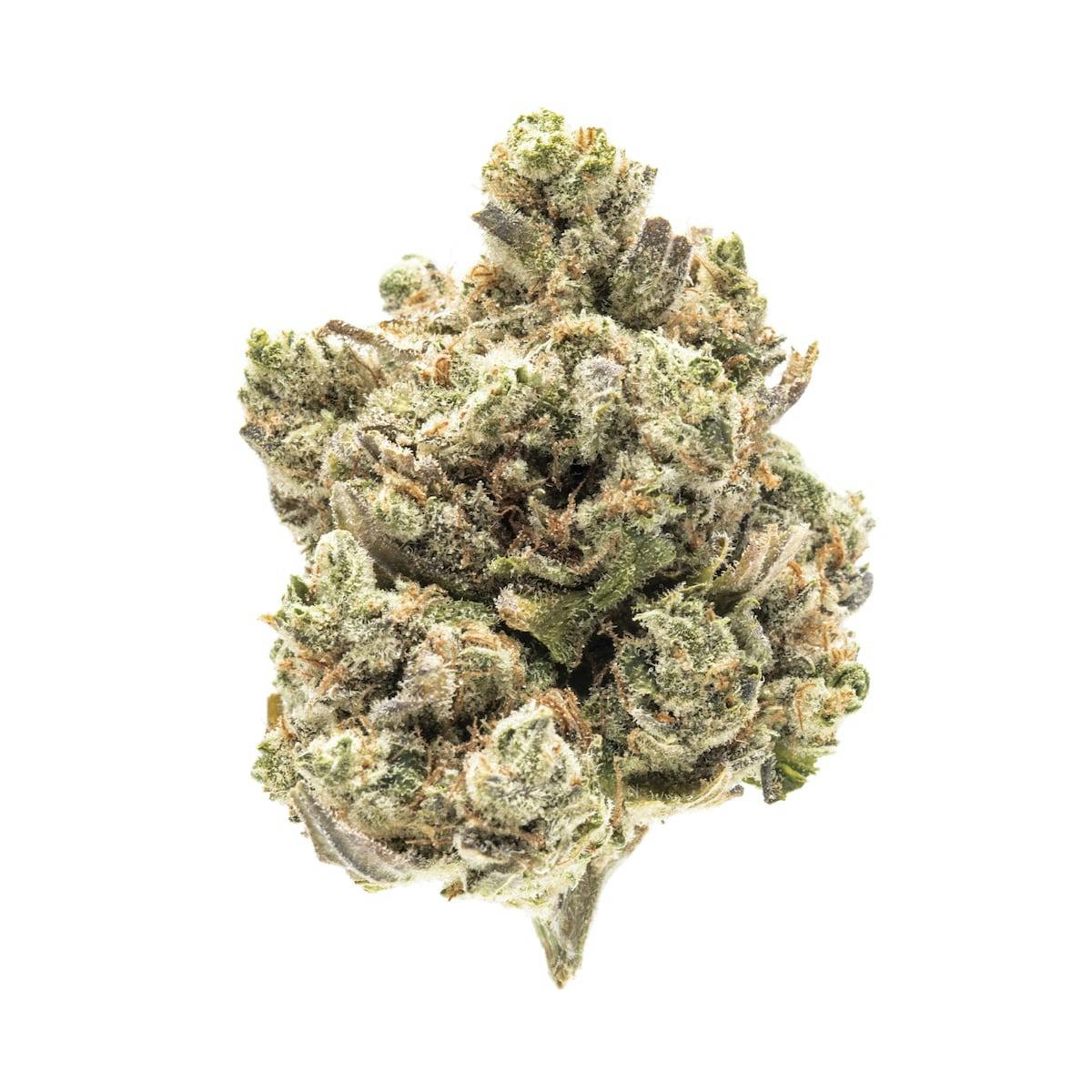 Photo of Platinum Shelf – Rainbow Zangria (H)