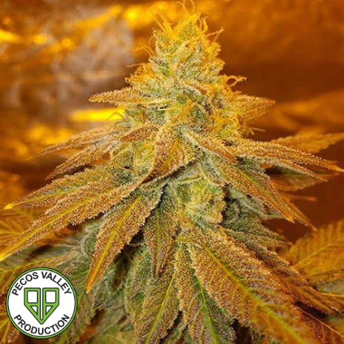 Gorilla Glue #4 Seeds - Foli Farms, LLC Cannabis
