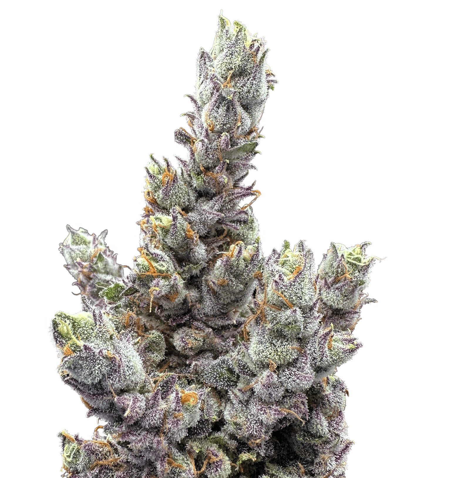 Product Glue Dream | Deli Style