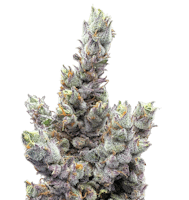 Product Glue Dream | Deli Style