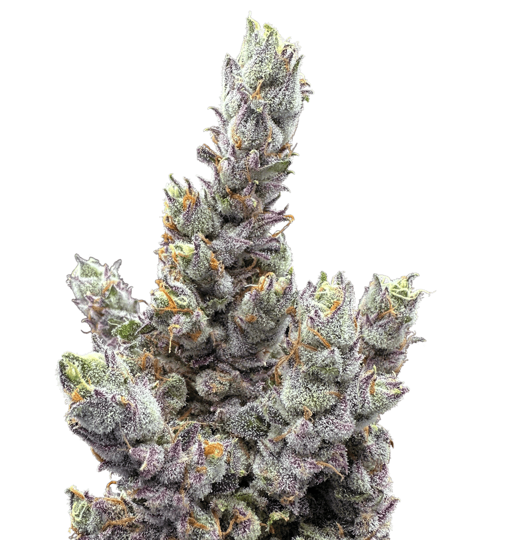 Product Glue Dream | Deli Style