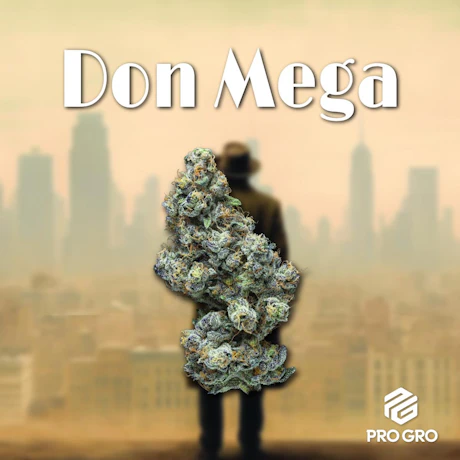DELI - Pro Gro - Don Mega - product image at King of Budz