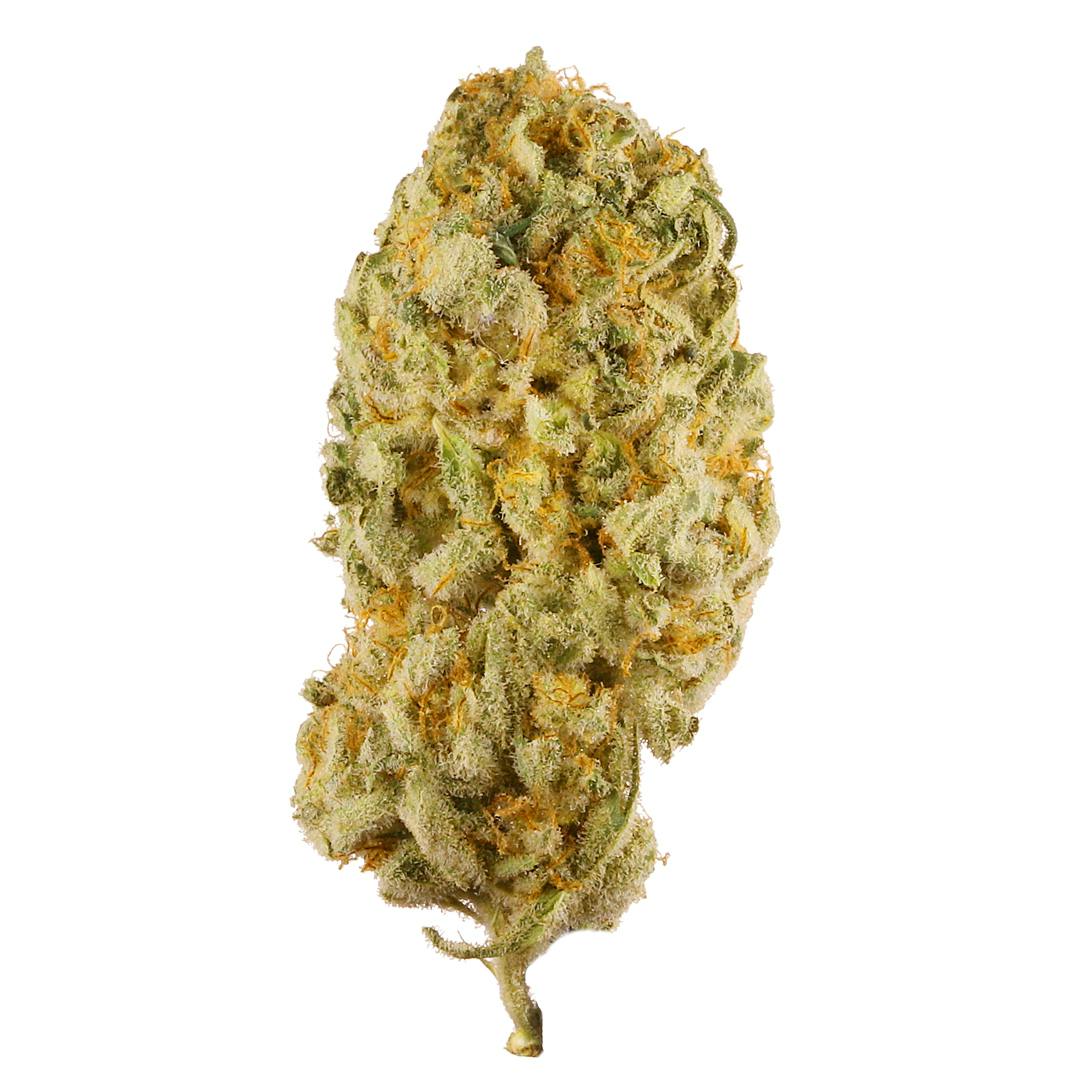 Jack Herer Bulk Sativa by All Star – Flower at Gatsby Cannabis