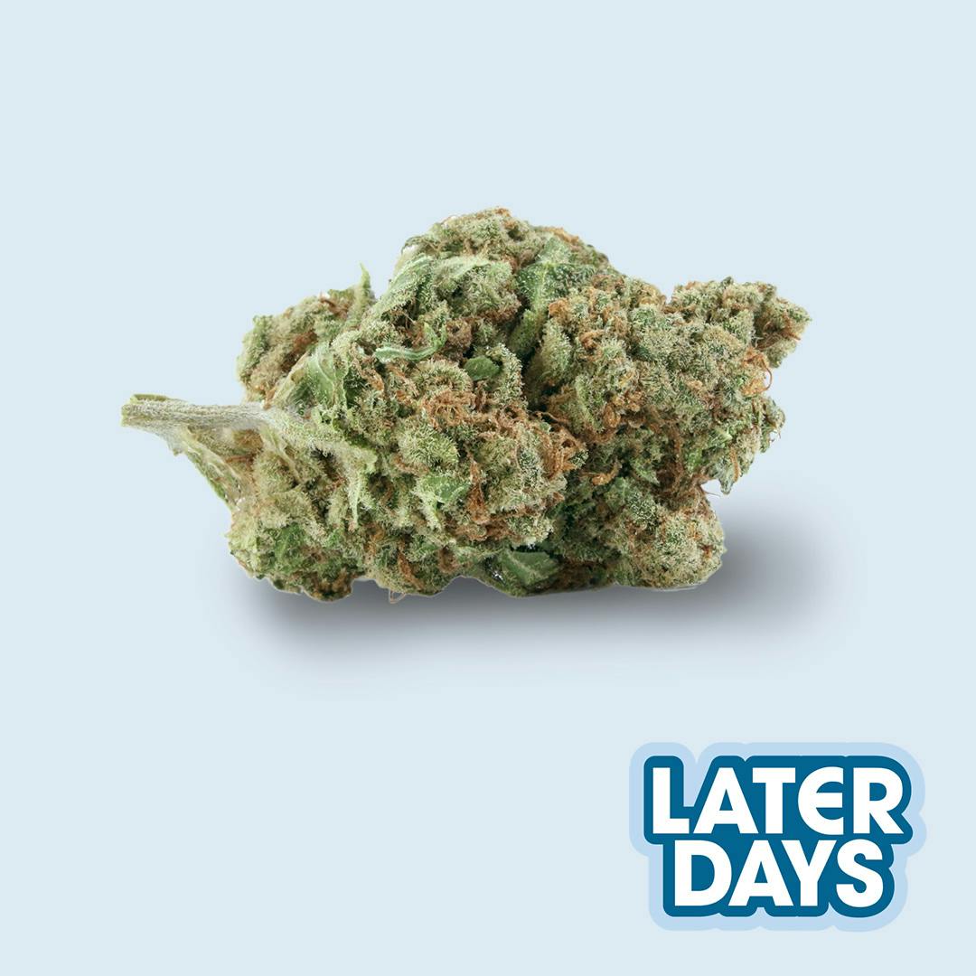 断*i様 AMERI VINTAGE MEDI STRAIN CHECK DRE 10956994 Alchemist: Zimmer + Rohde