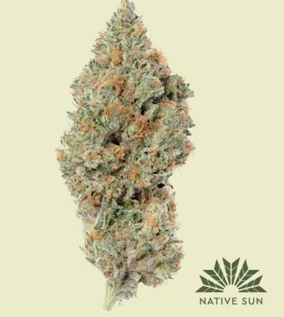 Image of Florida Man – 3.5g Flower – Devils Lettuce – Native Sun Wellness