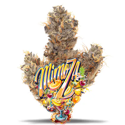 Mimoza - Premium