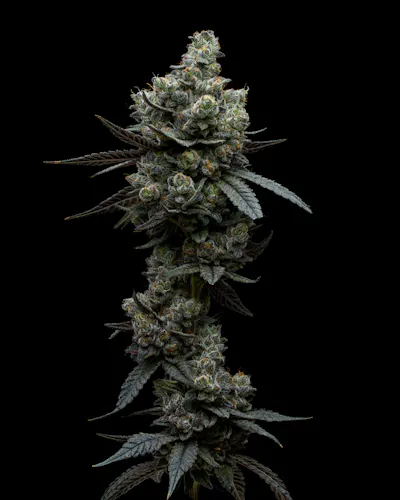Full Tilt | Gorilla Butter | Single Pre-Roll | 1g-1