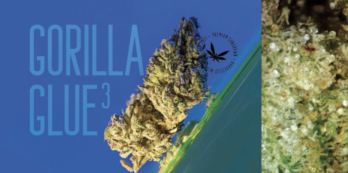 Product: Grasshopper Farms | Bulk Bud - Gorilla Glue #3