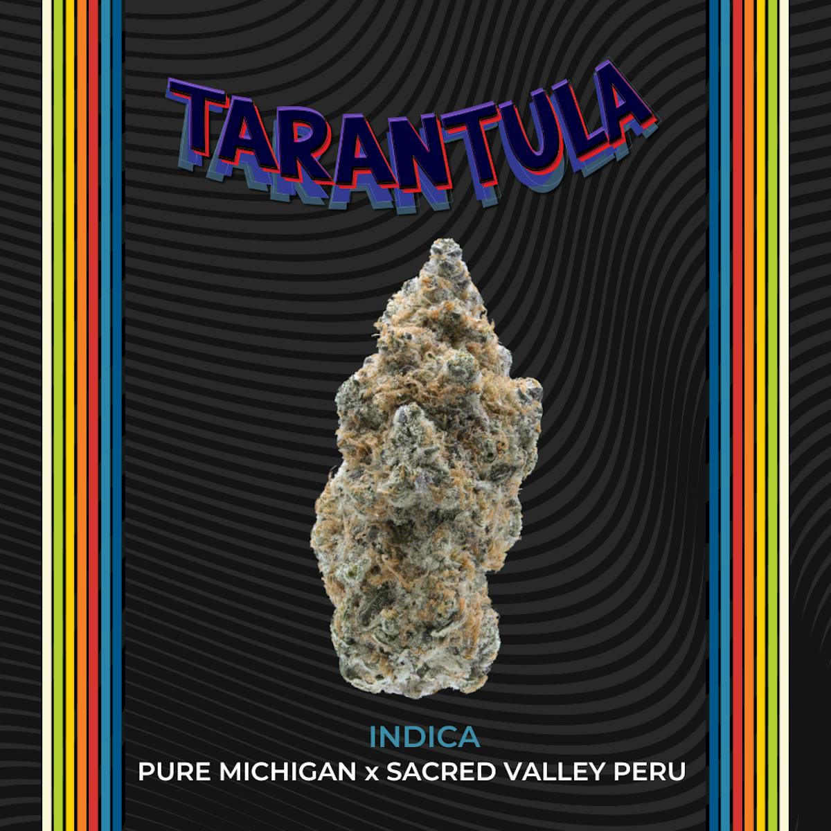 Photo of Tarantula
