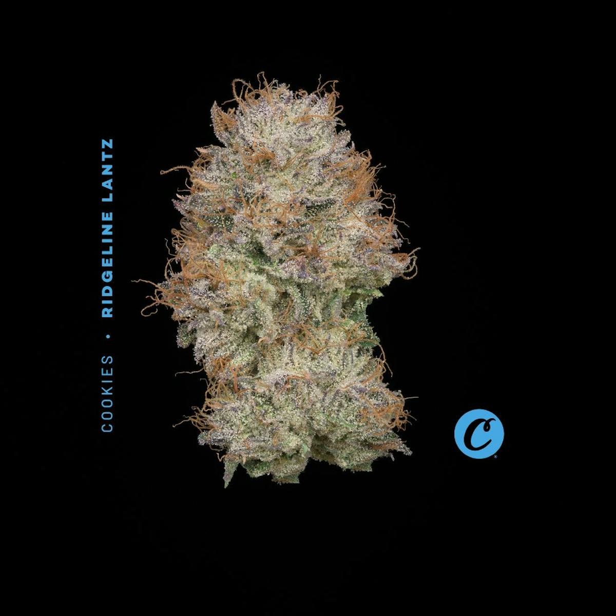 Photo of | Ridgeline Lantz |