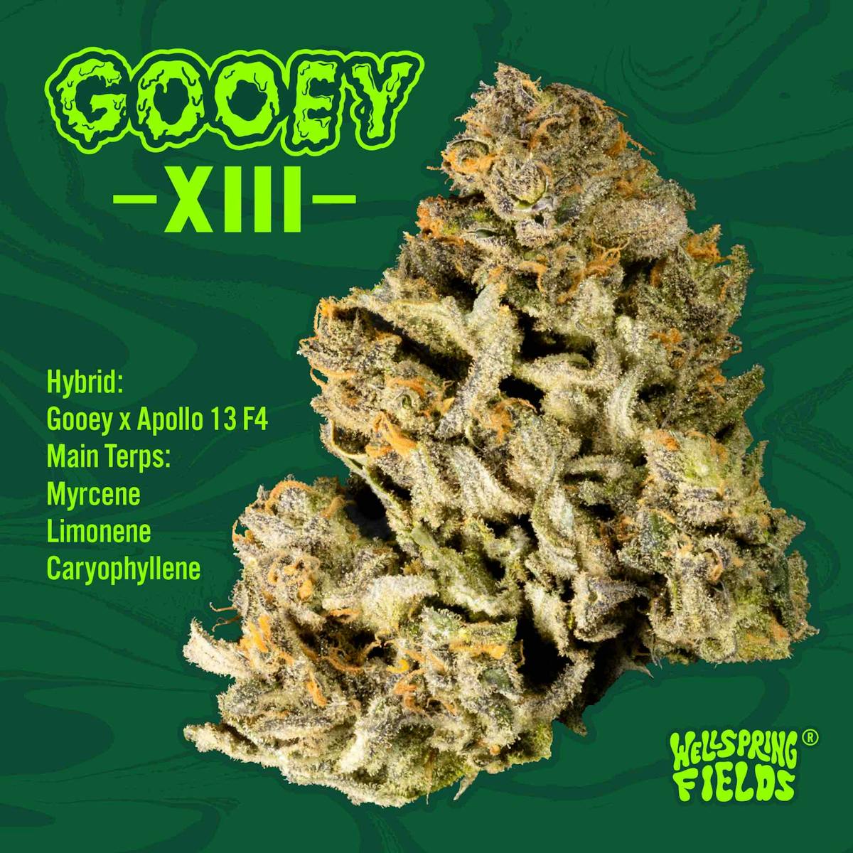 Photo of Gooey 13