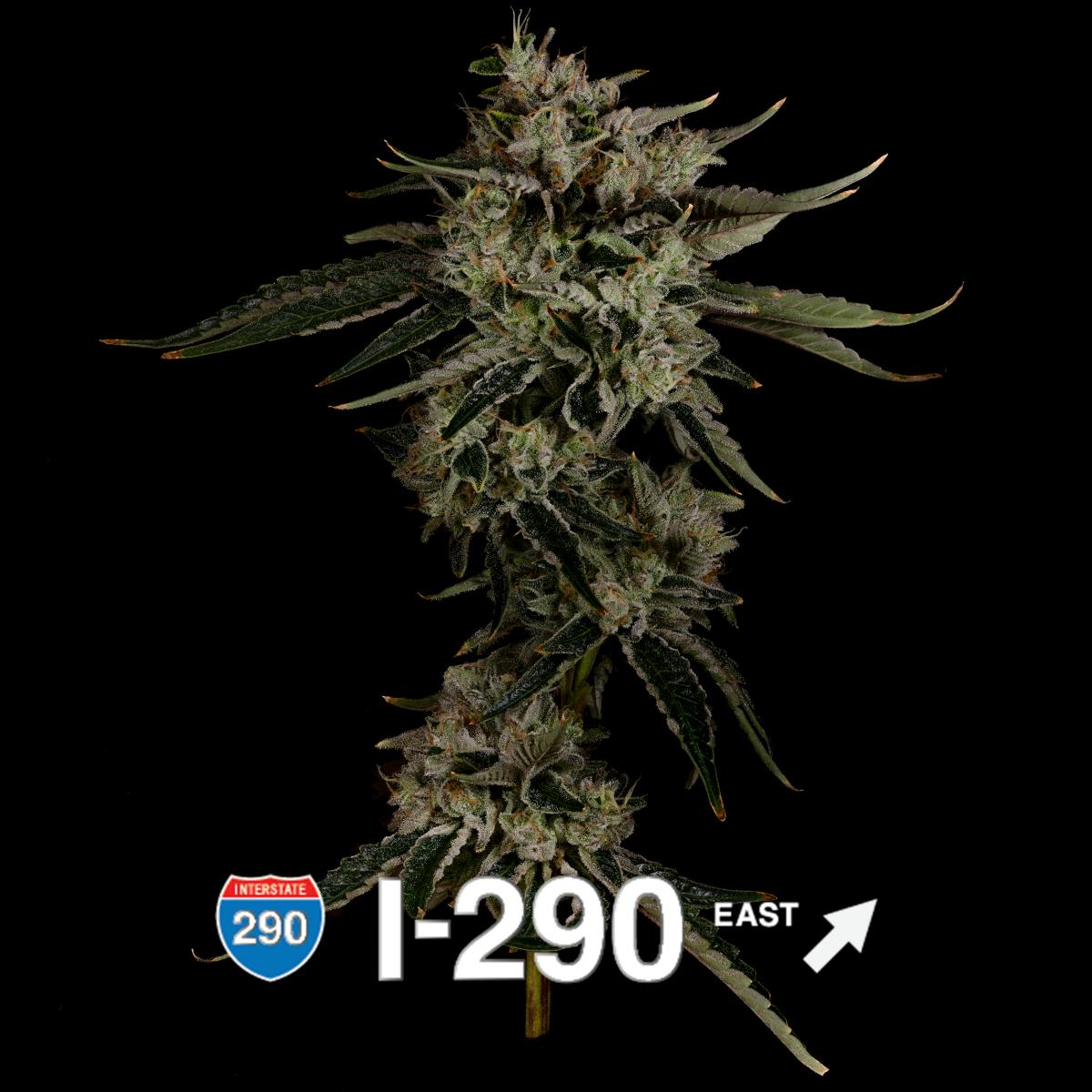 Product: Aura | I-290 | Flower