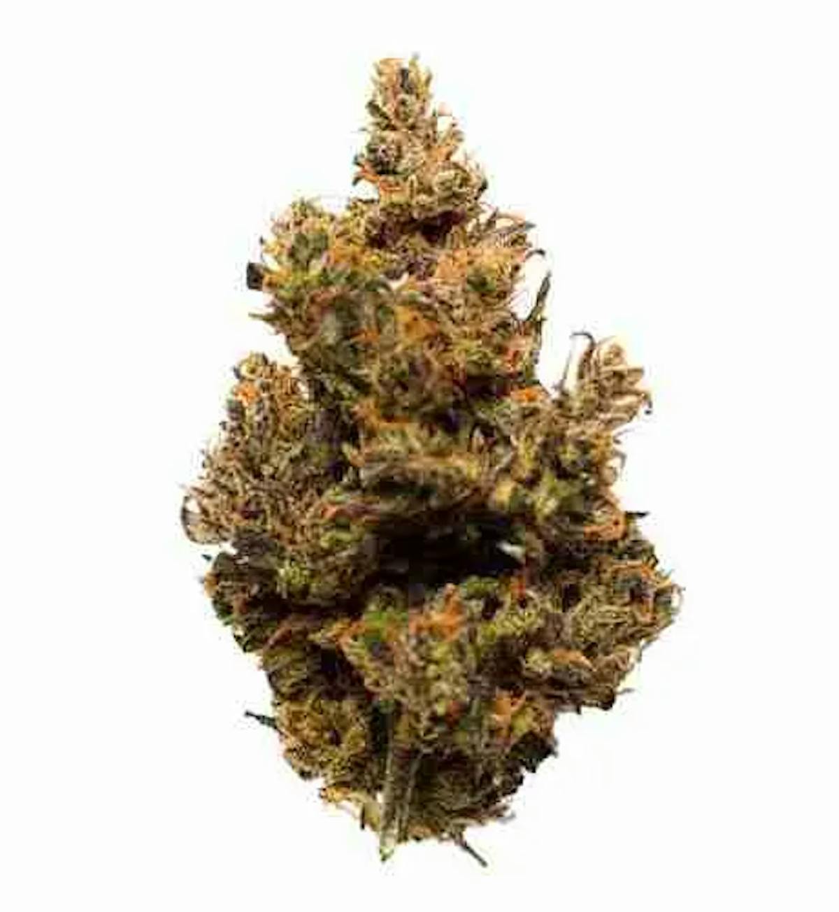 Gold Shelf – Dagwood's Coffee (H) 1g Flower | Gold Shelf – Dagwood's Coffee (H) 1g Flower |