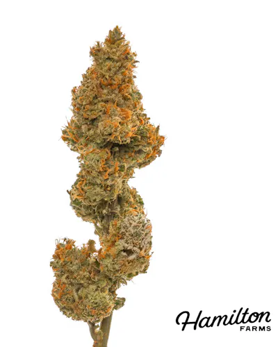 Hamilton Farms | Night Charmer | Single Pre-Roll | 1g-2